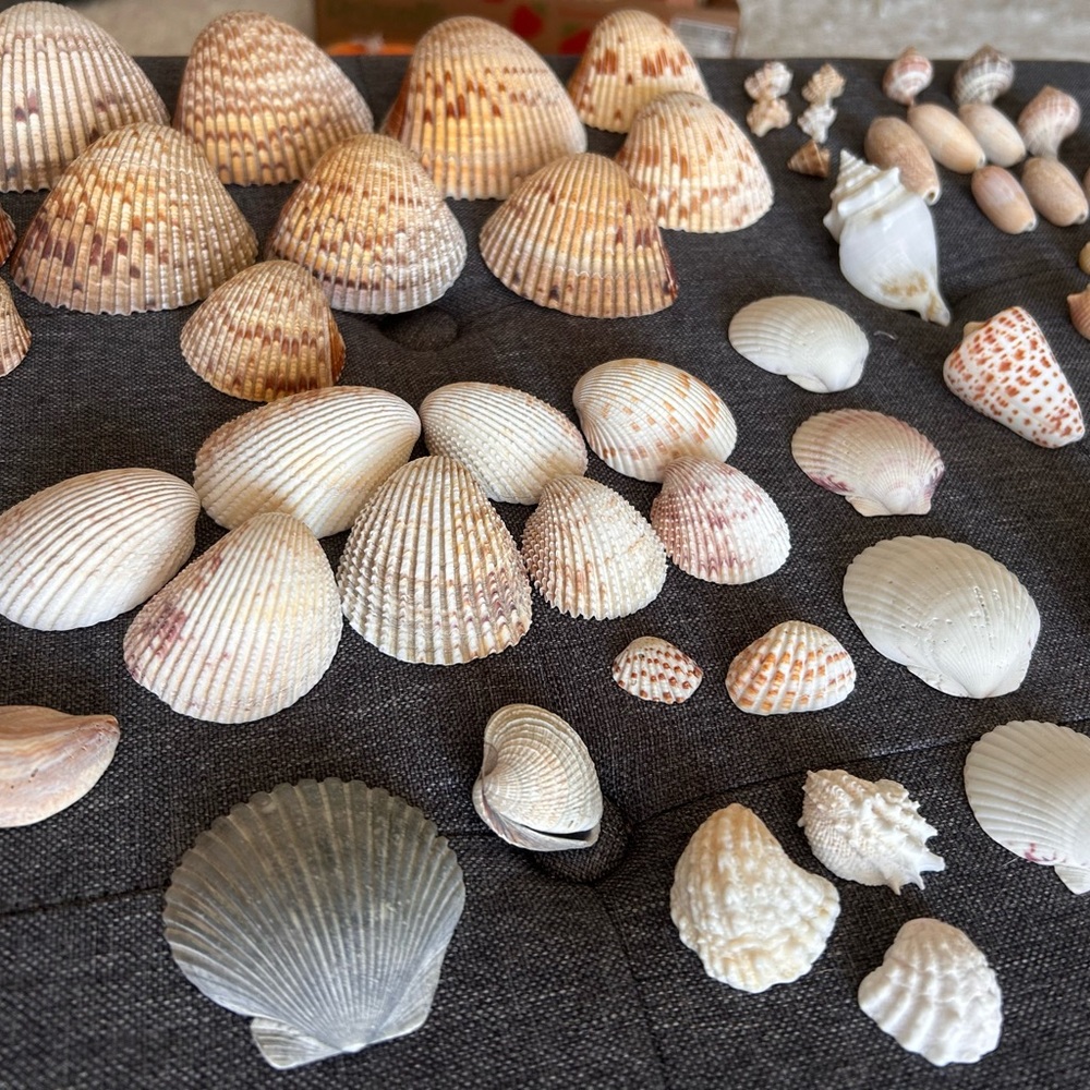Perfect Seashell Package - All Shells Pictured - Picture 3 of 9